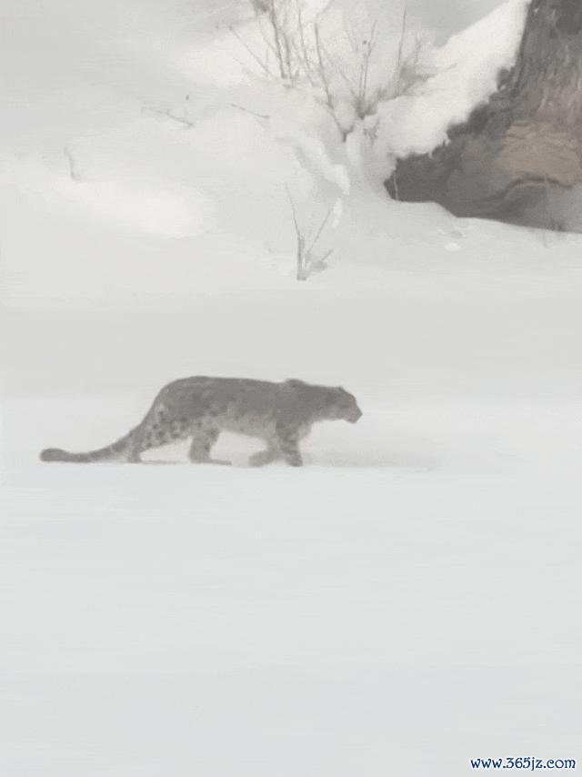 专家：雪豹咬伤游客或因应激