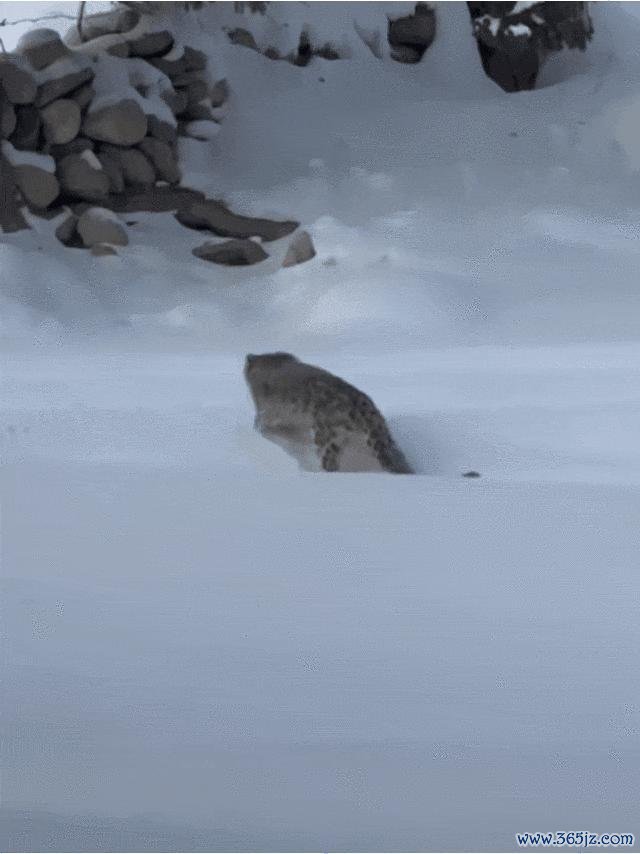 专家：雪豹咬伤游客或因应激 保持安全距离至关重要